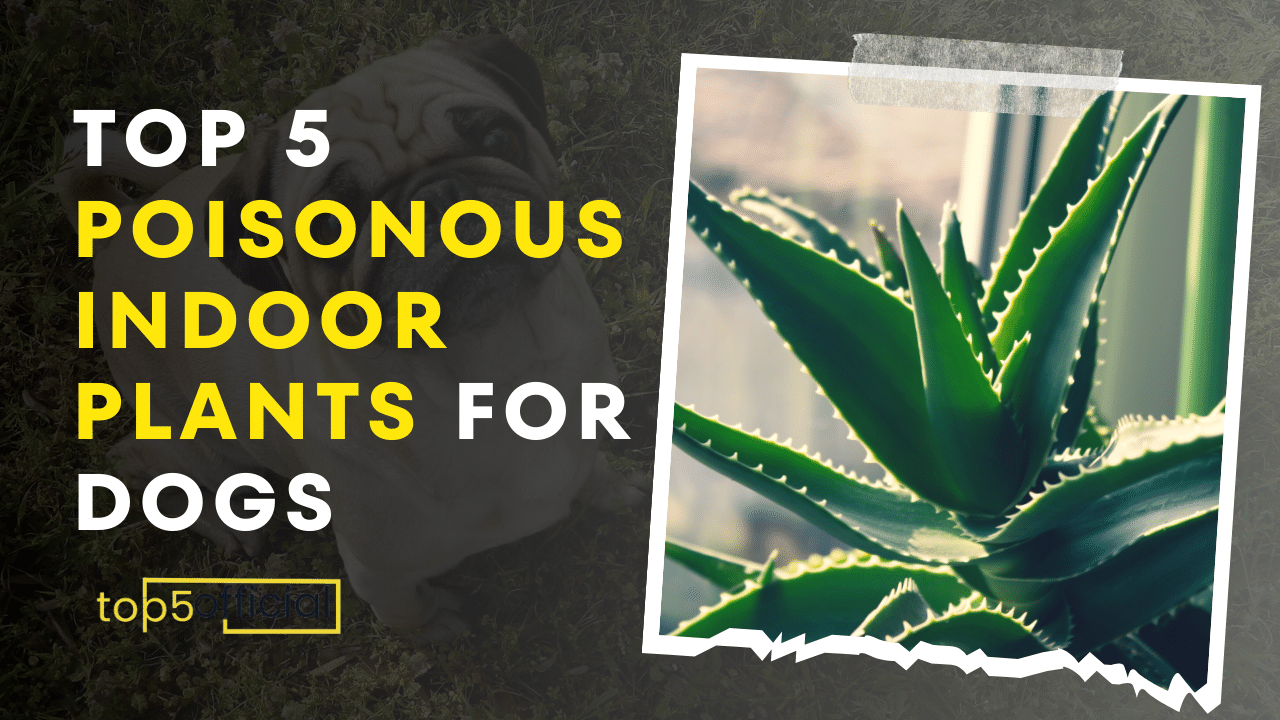 Top 5 Poisonous Indoor Plants for Dogs